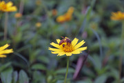 采蜜的蜜蜂和野菊花花卉图片