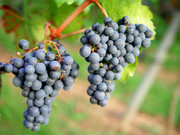 成熟的葡萄水果高清图片素材