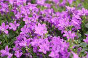 丹麦风铃紫色花朵图片素材