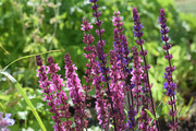 紫色花朵图片下载