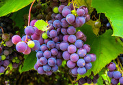 秋季紫色的葡萄图片