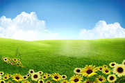 草地和向日葵风景背景设计素材