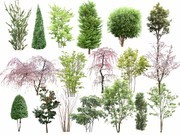 植物景观树木图片下载