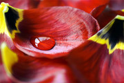 花瓣中的水滴图片素材