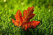 掉落在草丛中的红树叶摄影高清图片