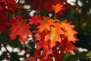 秋天枝头上的红树叶摄影图片