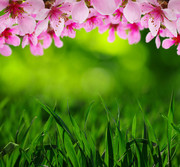 粉色鲜花与青草丛风景图片