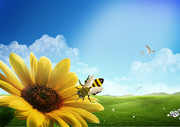 花朵蜜蜂草地天空背景图片