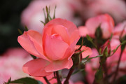 粉色玫瑰花朵高清图片