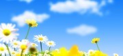 蓝天下的波斯菊花卉图片素材