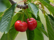 成熟的樱桃水果高清大图