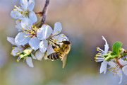 把蜜蜂引来采蜜的樱花摄影高清图片