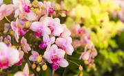 粉色蝴蝶兰花朵图片