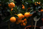 橘子树橘子图片高清