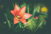 红花绿叶植物摄影高清图片