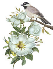 白色花朵小鸟图片素材