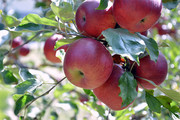 苹果树上的红苹果高清图片下载