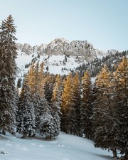 雪松森林风景图片素材