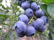 果树上的蓝莓高清图