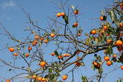 果树上的柿子高清图