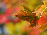 秋季枫叶图片素材