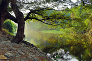 湖边的大树美景图片