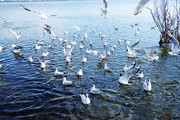 海上的海鸥摄影图片
