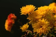 菊花花卉特写摄图高清图片素材