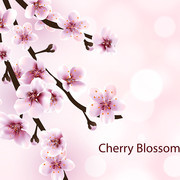 美丽盛开的樱花花枝矢量素材