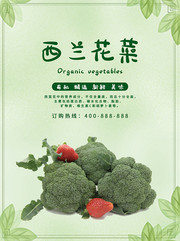 新鲜西蓝花蔬菜高清海报图片