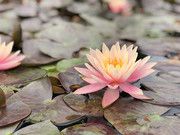 池塘中盛开的粉色莲花图片