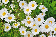 白色雏菊花朵图片下载