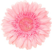 粉色花朵高清图片素材