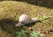 白蜗牛高清图片素材
