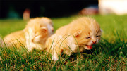 可爱小猫动物图片下载