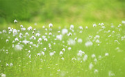 绿色草丛中的小白花图片