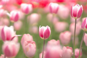 春天盛开的粉色郁金香花海图片素材