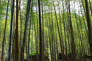竹林风景高清图片素材