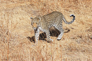 一只野生豹子图片素材