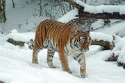 雪地里的老虎高清图片素材