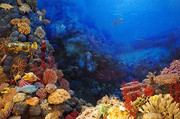 深海海底世界图片素材