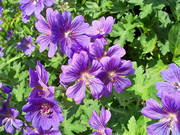 紫色天竺葵图片