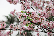 春天盛开的桃花风景图片素材