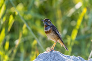 蓝点颏鸟动物摄影图片