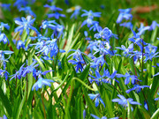 蓝星花花卉图片