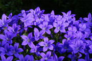 紫色桔梗花图片