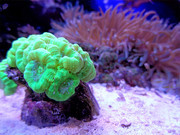 多彩的珊瑚图片