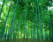 竹林风景图片