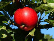 红色苹果图片