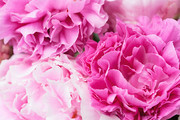 粉色康乃馨花朵图片